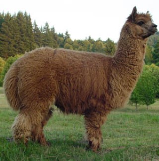 Alpaca For Sale - Lady Guenevere at Fancy Fiber Farm